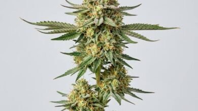 Lemon Pound Cake Strain