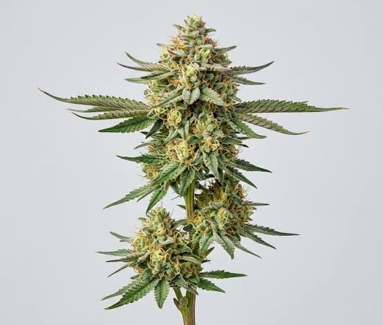 Lemon Pound Cake Strain